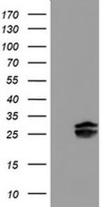 PLDN Antibody in Western Blot (WB)