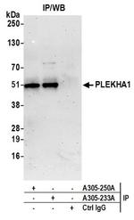 PLEKHA1/TAPP1 Antibody in Immunoprecipitation (IP)