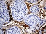 PLG Antibody in Immunohistochemistry (Paraffin) (IHC (P))