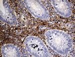 PLG Antibody in Immunohistochemistry (Paraffin) (IHC (P))