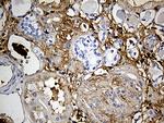 PLG Antibody in Immunohistochemistry (Paraffin) (IHC (P))