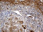 PLG Antibody in Immunohistochemistry (Paraffin) (IHC (P))