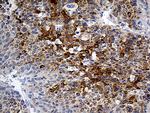 PLG Antibody in Immunohistochemistry (Paraffin) (IHC (P))