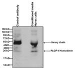 PGF Antibody in Immunoprecipitation (IP)