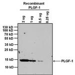 PGF Antibody in Western Blot (WB)