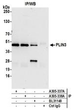 PLIN3 Antibody in Western Blot (WB)