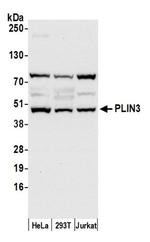 PLIN3 Antibody in Western Blot (WB)