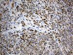 PLIN5 Antibody in Immunohistochemistry (Paraffin) (IHC (P))