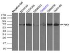 PLK1 Antibody in Immunoprecipitation (IP)