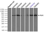 PLK1 Antibody in Immunoprecipitation (IP)