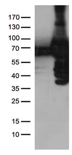 PLK1 Antibody in Western Blot (WB)