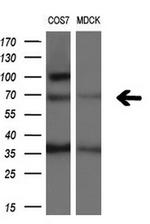 PLK1 Antibody in Western Blot (WB)