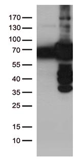 PLK1 Antibody in Western Blot (WB)