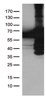 PLK1 Antibody in Western Blot (WB)