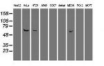 PLK1 Antibody in Western Blot (WB)