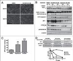 PLK1 Antibody in Western Blot (WB)