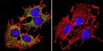 PMCA ATPase Antibody in Immunocytochemistry (ICC/IF)