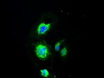 PMEL Antibody in Immunocytochemistry (ICC/IF)