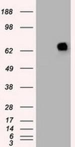 PMEL Antibody in Western Blot (WB)