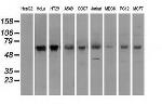 PMEL Antibody in Western Blot (WB)