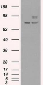 PMEL Antibody in Western Blot (WB)