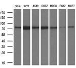 PMEL Antibody in Western Blot (WB)