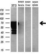 PMEL Antibody in Western Blot (WB)