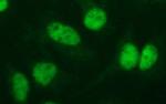 PMS2 Antibody in Immunocytochemistry (ICC/IF)