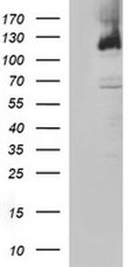 PMS2 Antibody in Western Blot (WB)