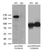 PMS2 Antibody in Western Blot (WB)