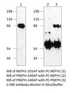 Phospho-KIRREL (Tyr737, Tyr738) Antibody in Western Blot (WB)