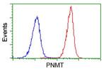 PNMT Antibody in Flow Cytometry (Flow)