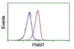 PNMT Antibody in Flow Cytometry (Flow)