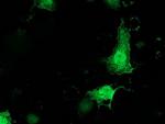 PNMT Antibody in Immunocytochemistry (ICC/IF)