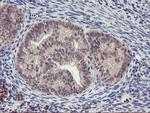 PNMT Antibody in Immunohistochemistry (Paraffin) (IHC (P))