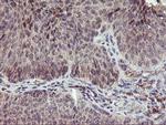 PNMT Antibody in Immunohistochemistry (Paraffin) (IHC (P))