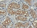 PNPO Antibody in Immunohistochemistry (Paraffin) (IHC (P))