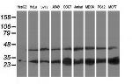 PNPO Antibody in Western Blot (WB)