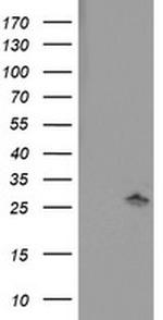 PNPO Antibody in Western Blot (WB)