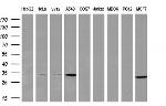 PNPO Antibody in Western Blot (WB)