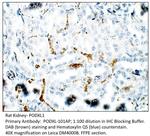 PODXL1 Antibody in Immunohistochemistry (IHC)