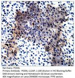 PODXL Antibody in Immunohistochemistry (IHC)