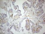 PODXL Antibody in Immunohistochemistry (Paraffin) (IHC (P))