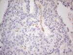 PODXL Antibody in Immunohistochemistry (Paraffin) (IHC (P))