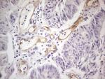 PODXL Antibody in Immunohistochemistry (Paraffin) (IHC (P))