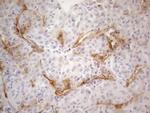 PODXL Antibody in Immunohistochemistry (Paraffin) (IHC (P))