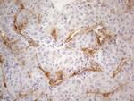 PODXL Antibody in Immunohistochemistry (Paraffin) (IHC (P))