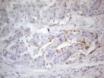 PODXL Antibody in Immunohistochemistry (Paraffin) (IHC (P))