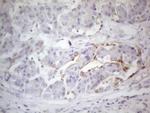 PODXL Antibody in Immunohistochemistry (Paraffin) (IHC (P))