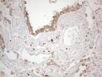 PODXL Antibody in Immunohistochemistry (Paraffin) (IHC (P))